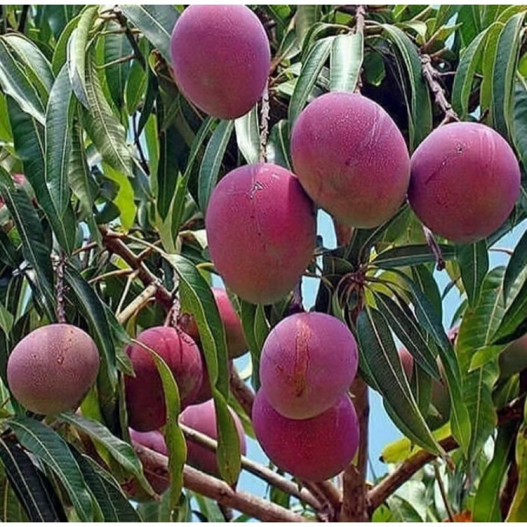 Mangga Irwin - Tanaman Buah Mangga Irwin - Tanaman Pohon Mangga Irwin - Bibit Mangga Irwin Cepat Ber