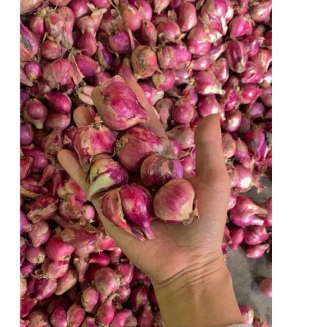 

Bawang Merah 1 kg kering tanggung