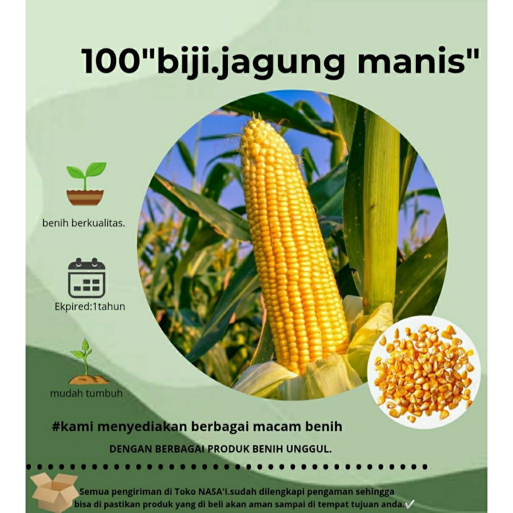 

100>:biji jagung manis|lokal