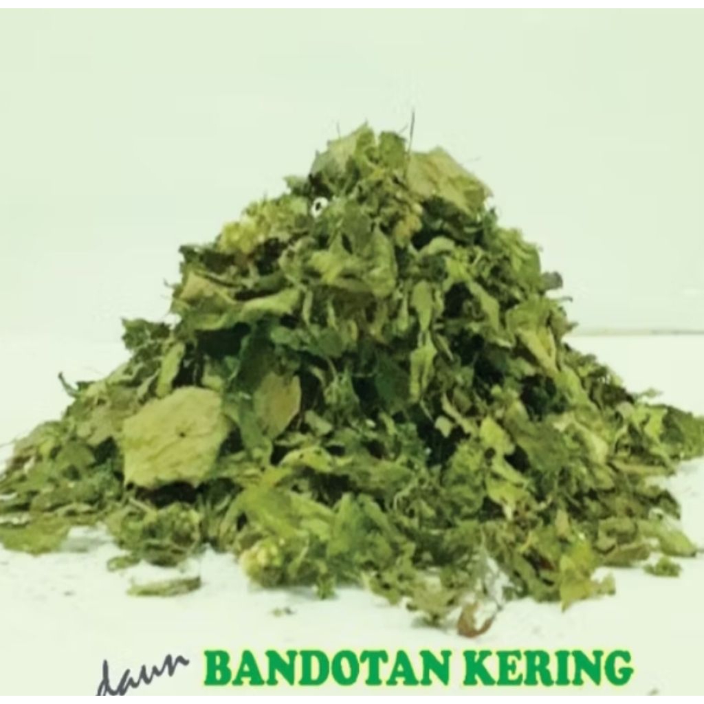 

Daun babadotan kering 250 gram