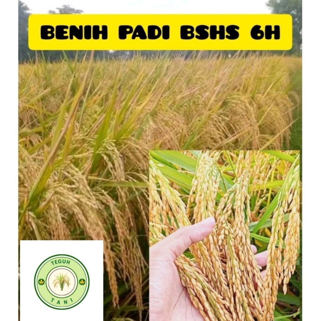 BENIH PADI BSHS 6H KEMASAN 5 KG