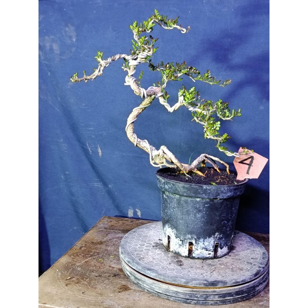 Bonsai kawista batu meliuk