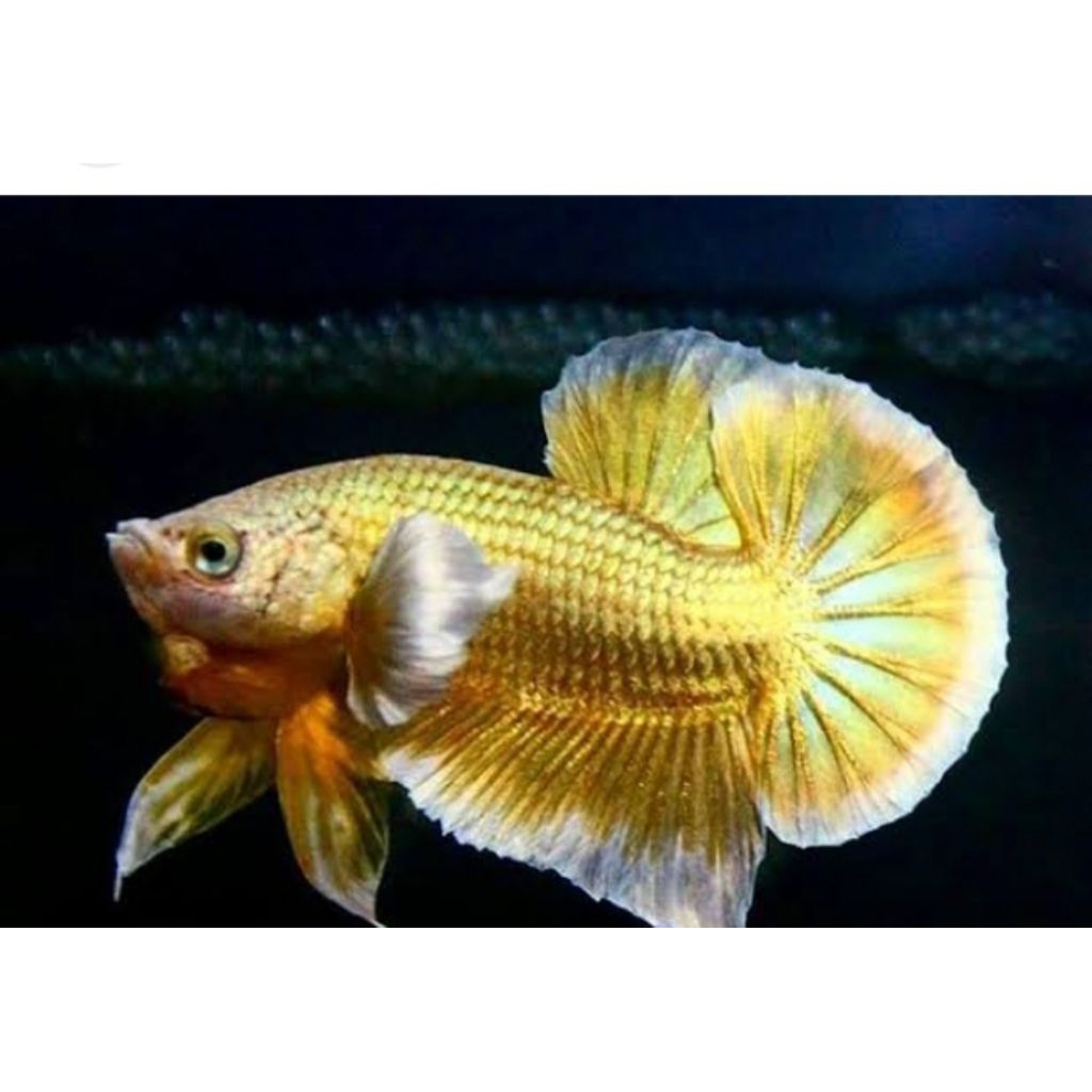 CUPANG DUMBO EAR SUPER GOLD