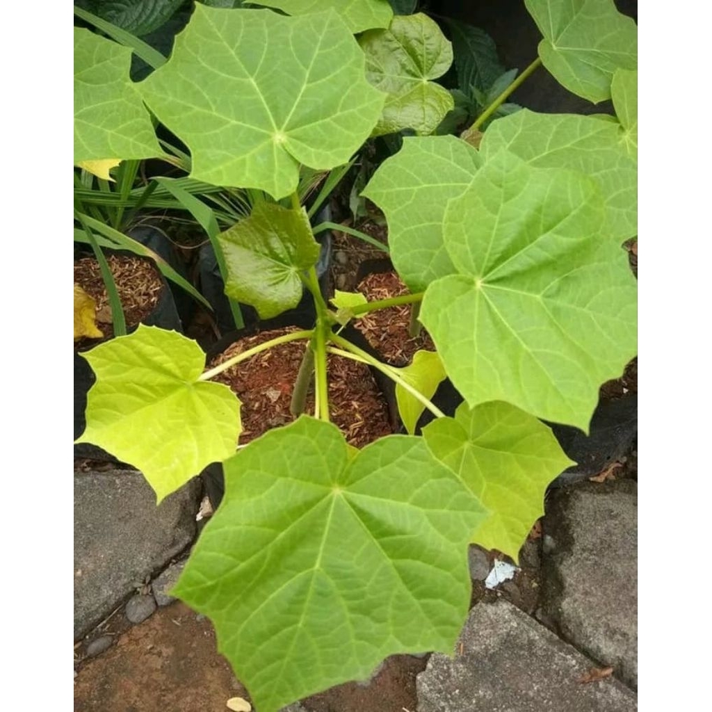 Bibit Tanaman Herbal Pohon Jarak - Pohon Jarak