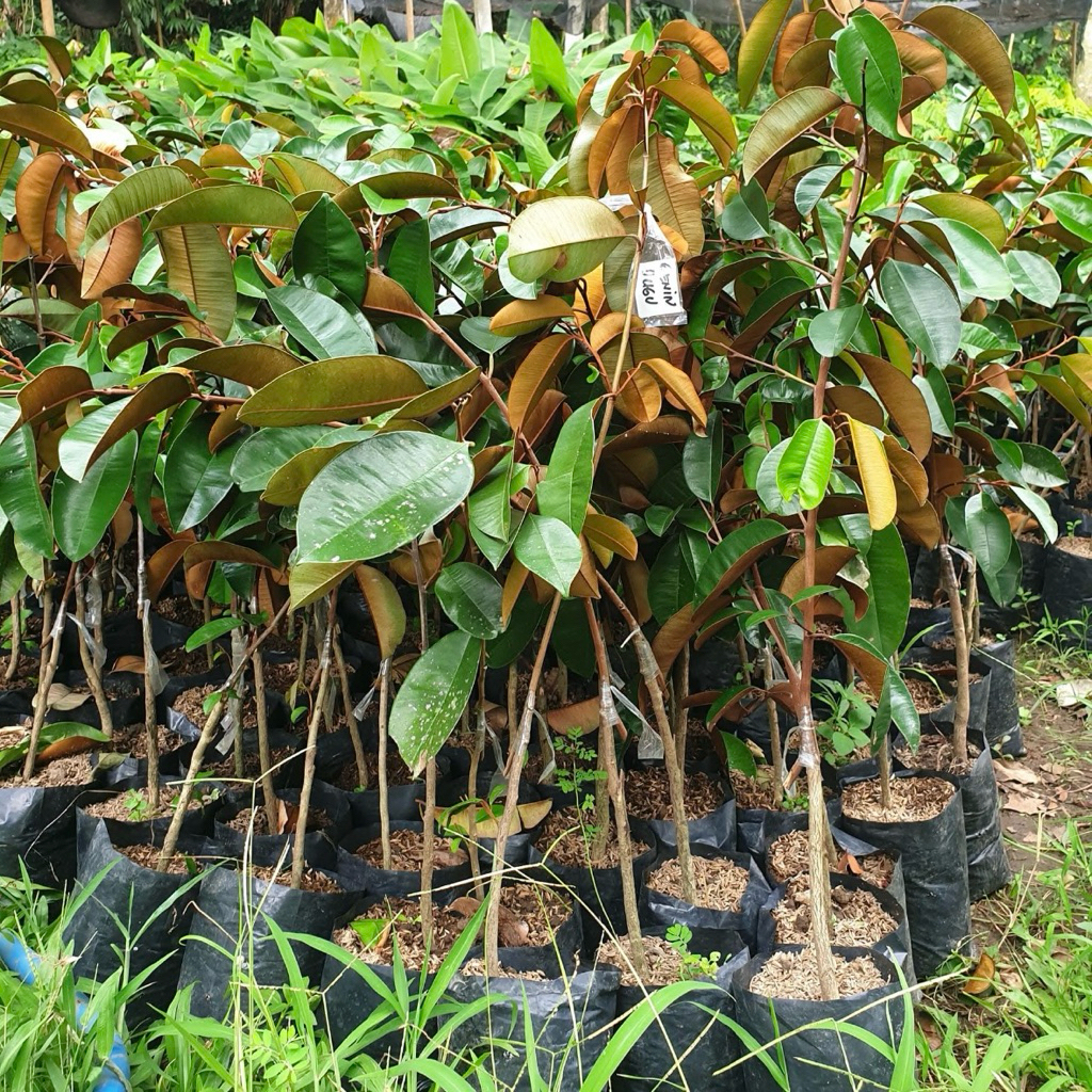 Bibit Sawo Kenitu Ungu Hasil Okulasi Tinggi 40cm Bibit Buah Genitu Ungu