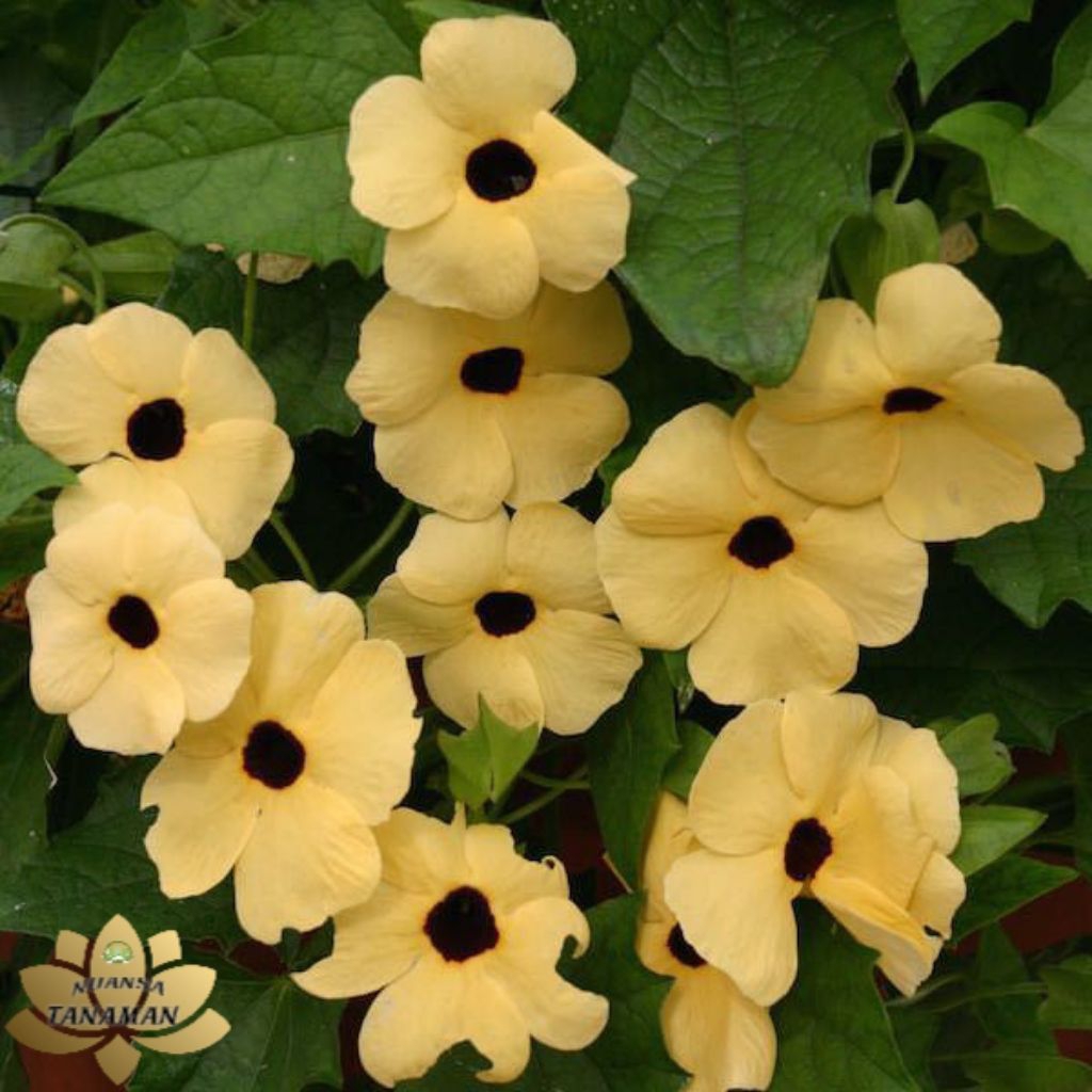 Tanaman Hias Rambat Pohon Tumbergia Bunga Cream/Pohon Rambat Tumbergia/Pohon Pagar Tumbergia