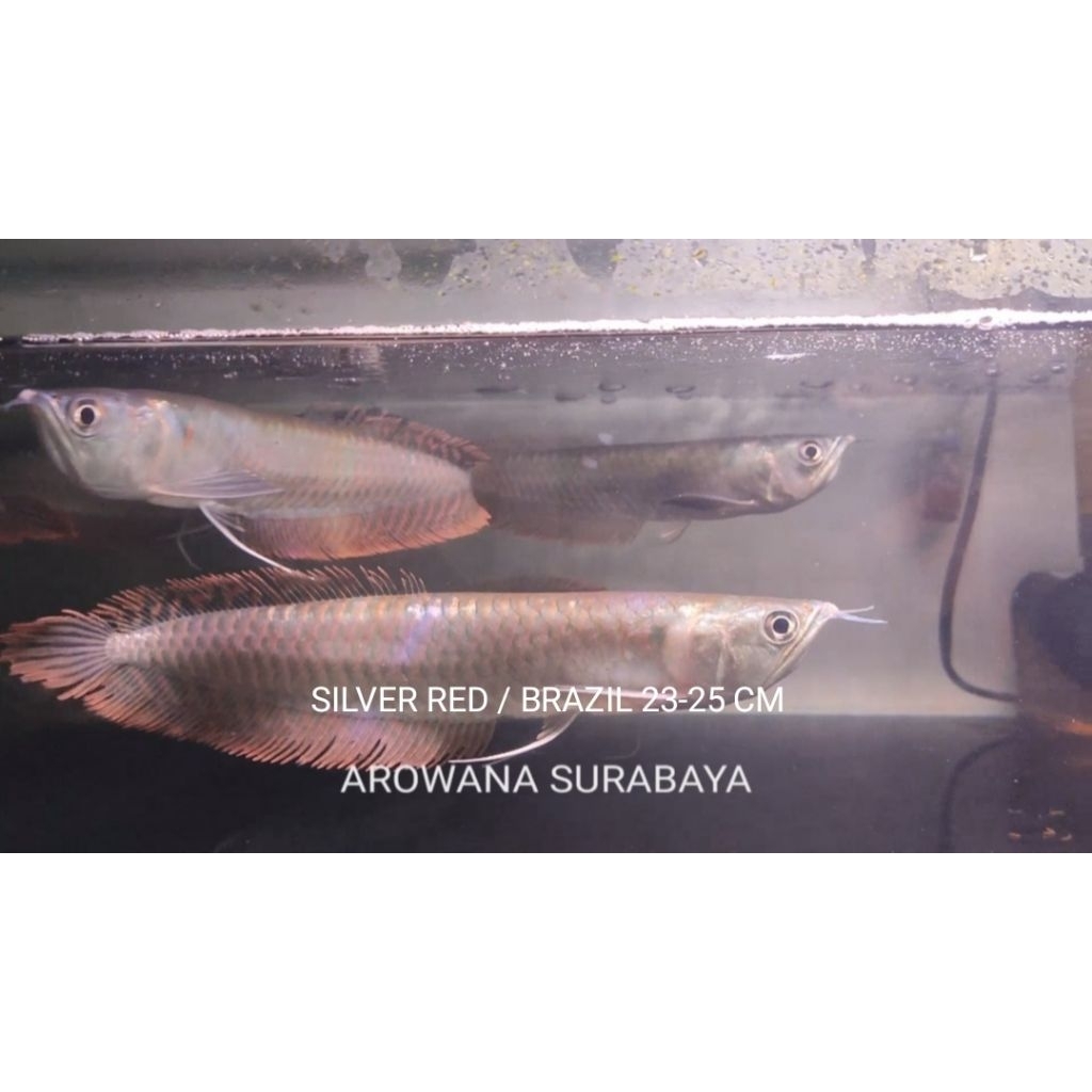

Free Packing Kardus, Silver Red / Silver Brazil Serat Merah