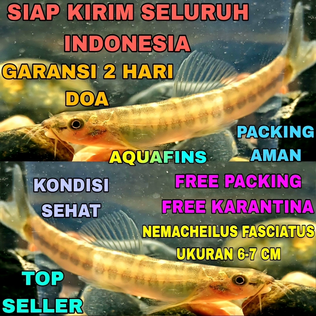 HIASAN UCENG INCOR NEMACHEILUS FASCIATUS UKURAN 6-7 CM