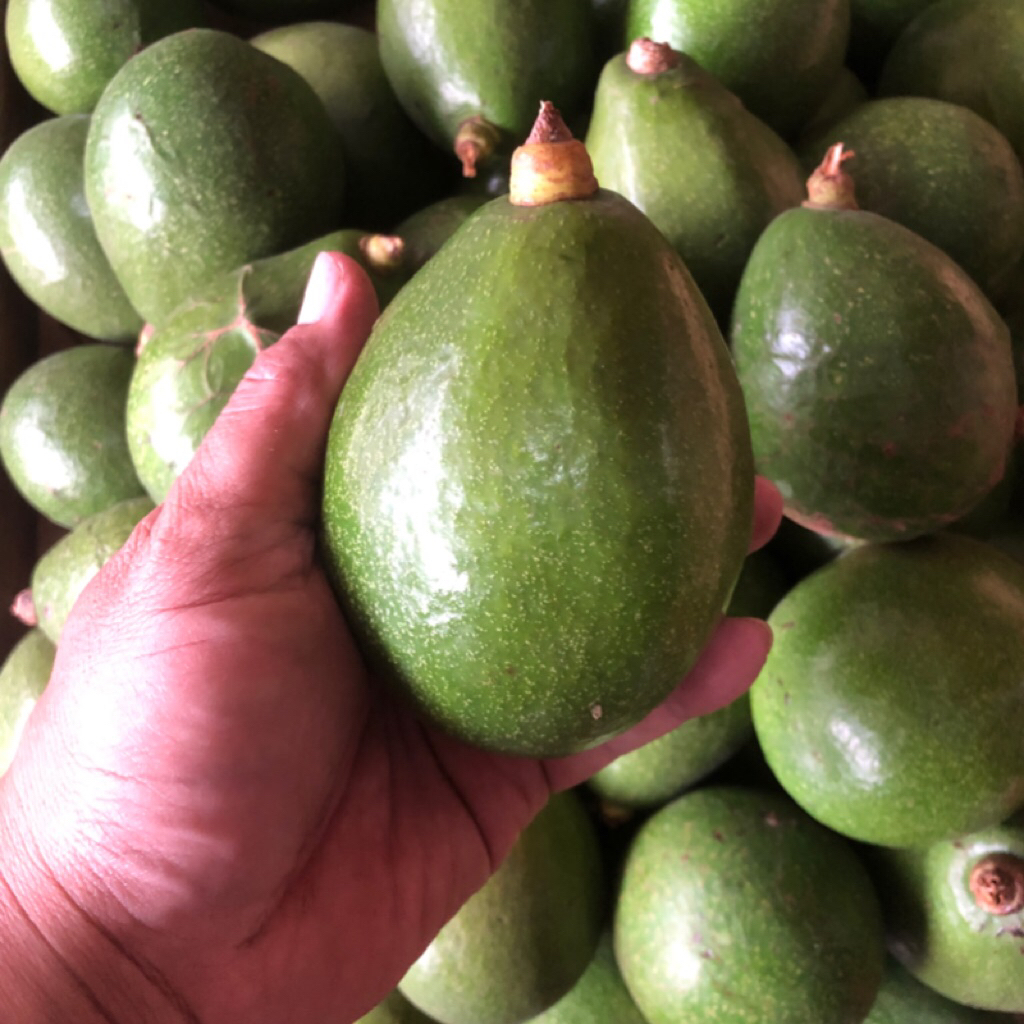 

1Kg Alpukat Fresh Mentega