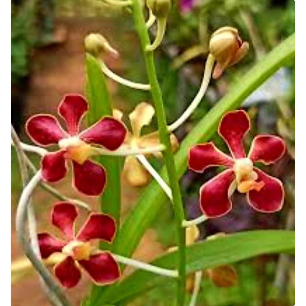 Anggrek Vanda Spesies Mariae