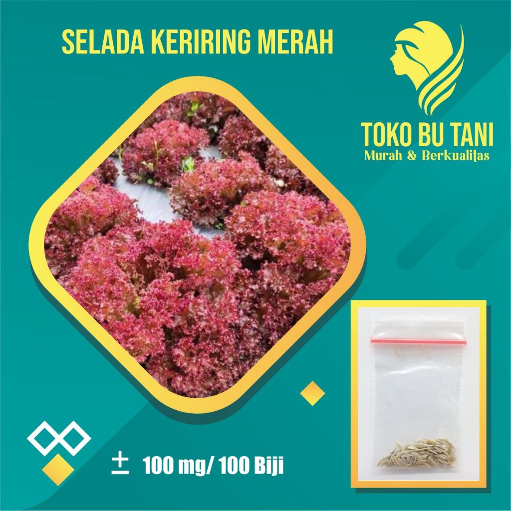 BTN Benih Selada Keriting Merah Bibit Selada Keriting Merah Benih Sayuran Berkualitas