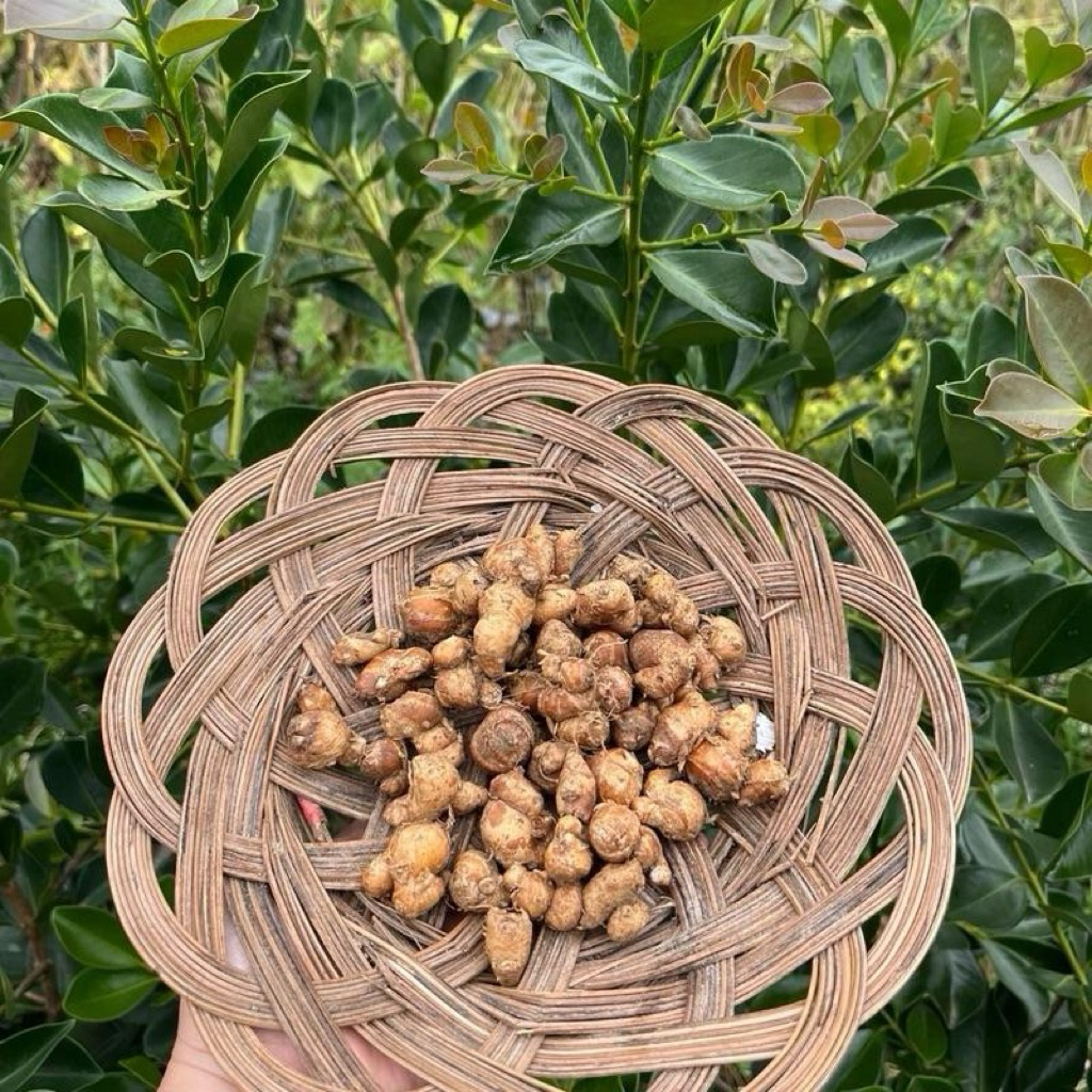 

Kencur / Cikur Segar 250gr