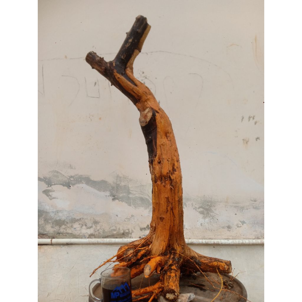 BAHAN BONSAI SISIR KALIAGE BUNJIN SEMLOHAI