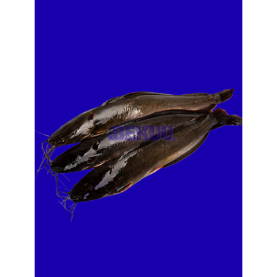 

Ikan Lele Segar Murah