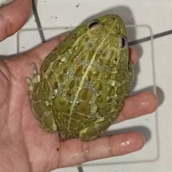 Mainan bapak-bapak, boneka hidup Pixie Frog atau african bullfrog