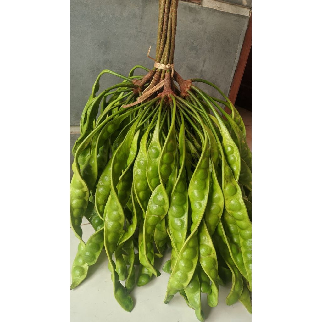 

PETE/PETAI FRESH PER 5 PAPAN LONJOR