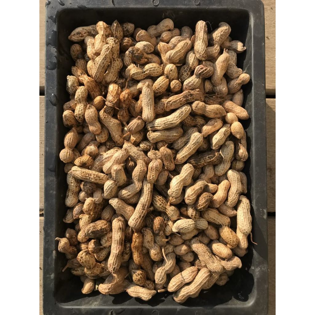 

Kacang Tanah Mentah 500gr Sumber Nutrisi Alami!*