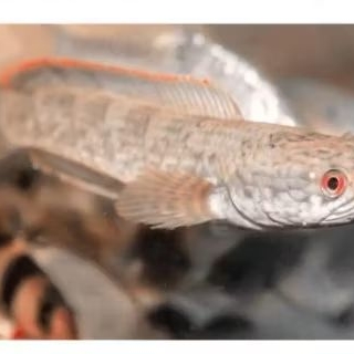 Channa Limbata Lawu Good Quality Hiasan Aquarium