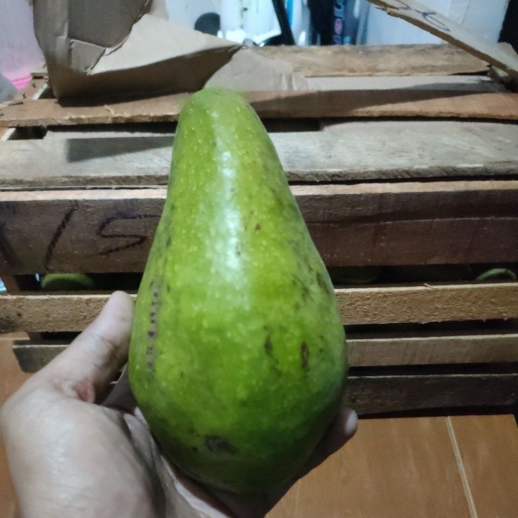 

Alpukat segar/Alpukatpadang