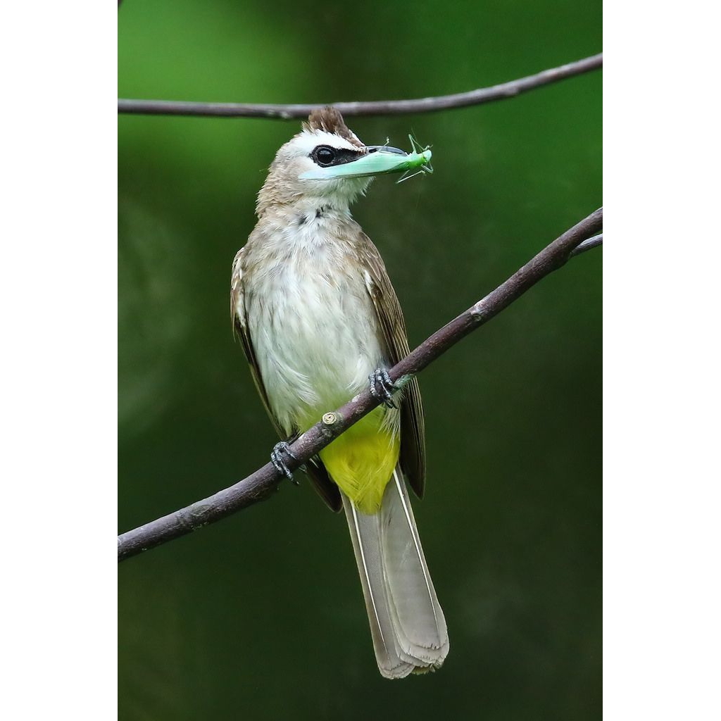 Burung Trucukan Kebo Jatim pilihn Terbaik