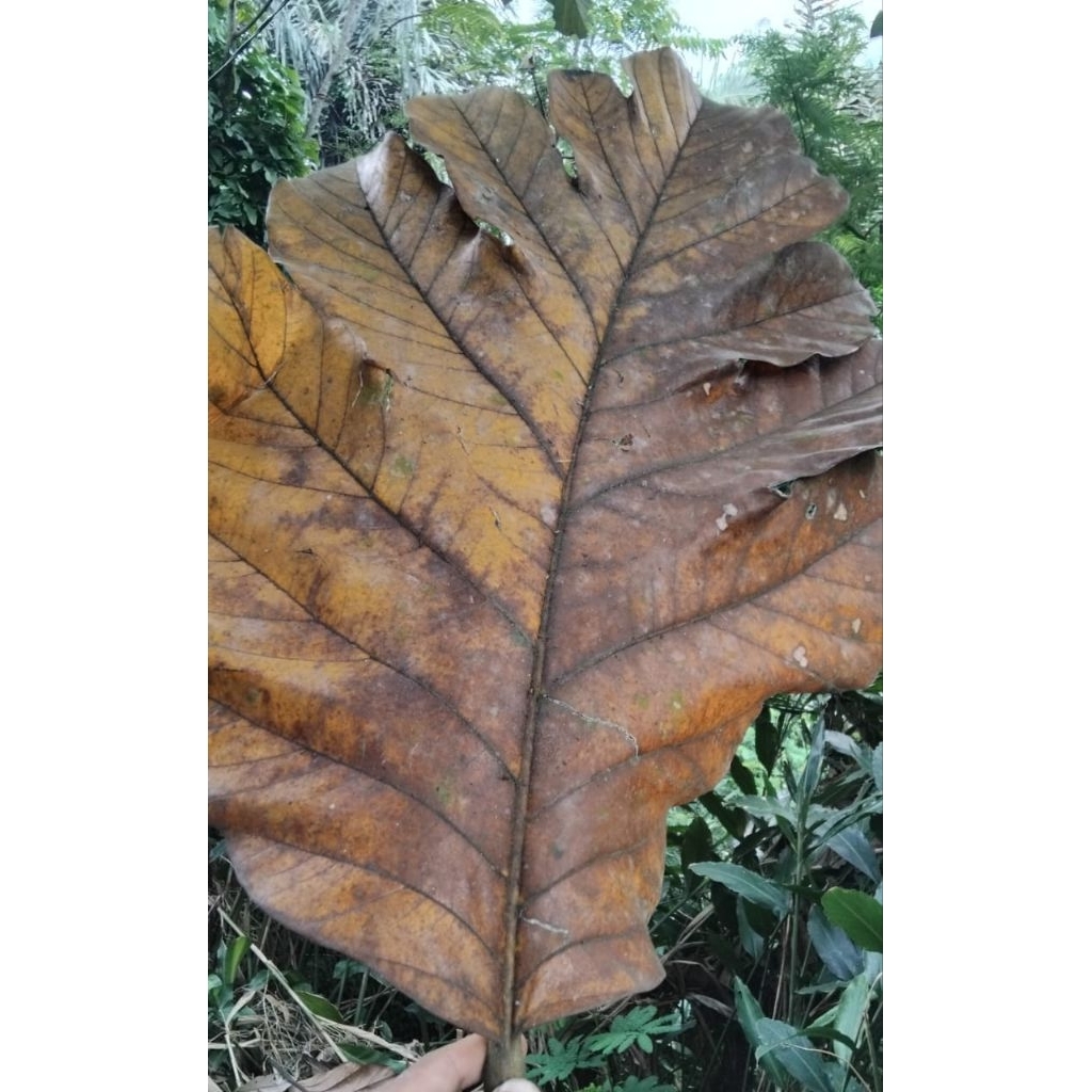 

Daun teureup kering alami murah 1 kg