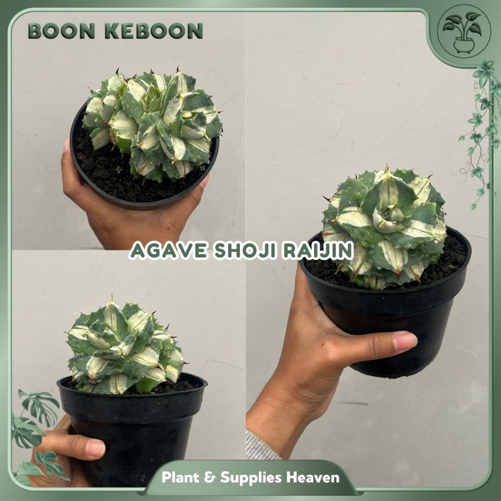 agave shoji raijin SUKULEN VARIEGATA