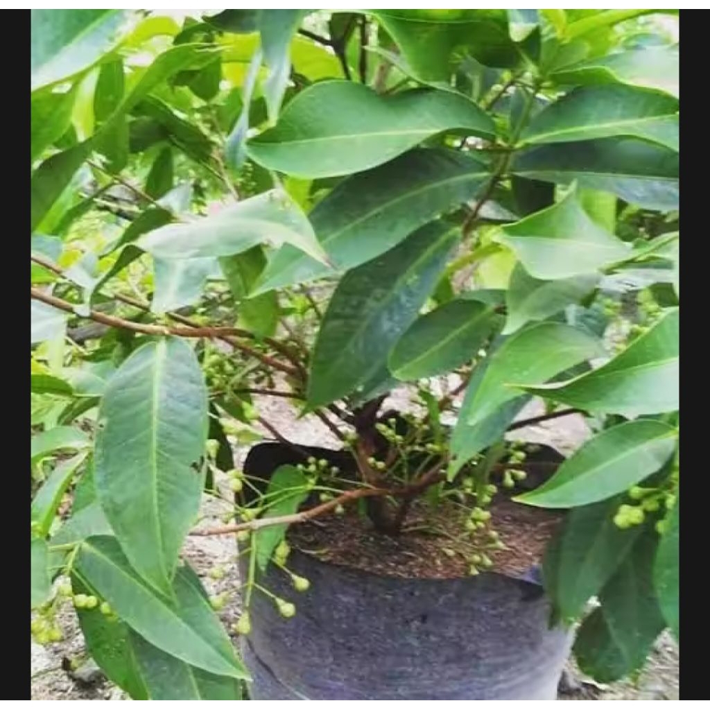 Bibit Jambu Madu Deli Okulasi Cepat Berbuah Jambu Air Madu Deli