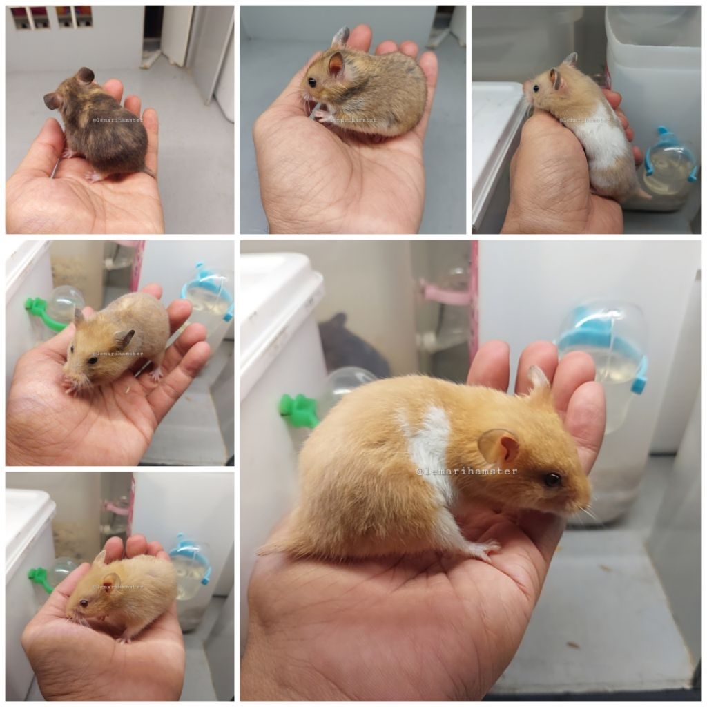 Hamster Syrian Short Hair Golden, Golden Banded, Yellow, Tortoise, Trico Dove
