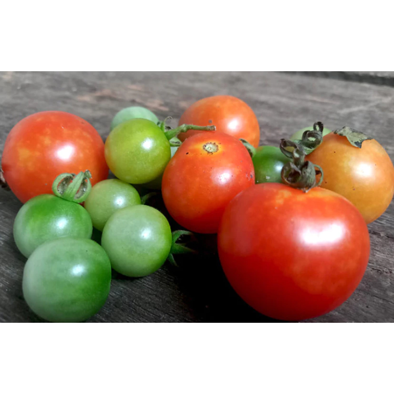 

Tomat Merah Hijau Segar Fresh Siap Kirim 500 Gram