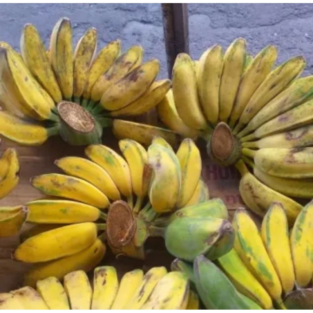 

Pisang kepok 1kg pakan burung matang setengah matang mentah