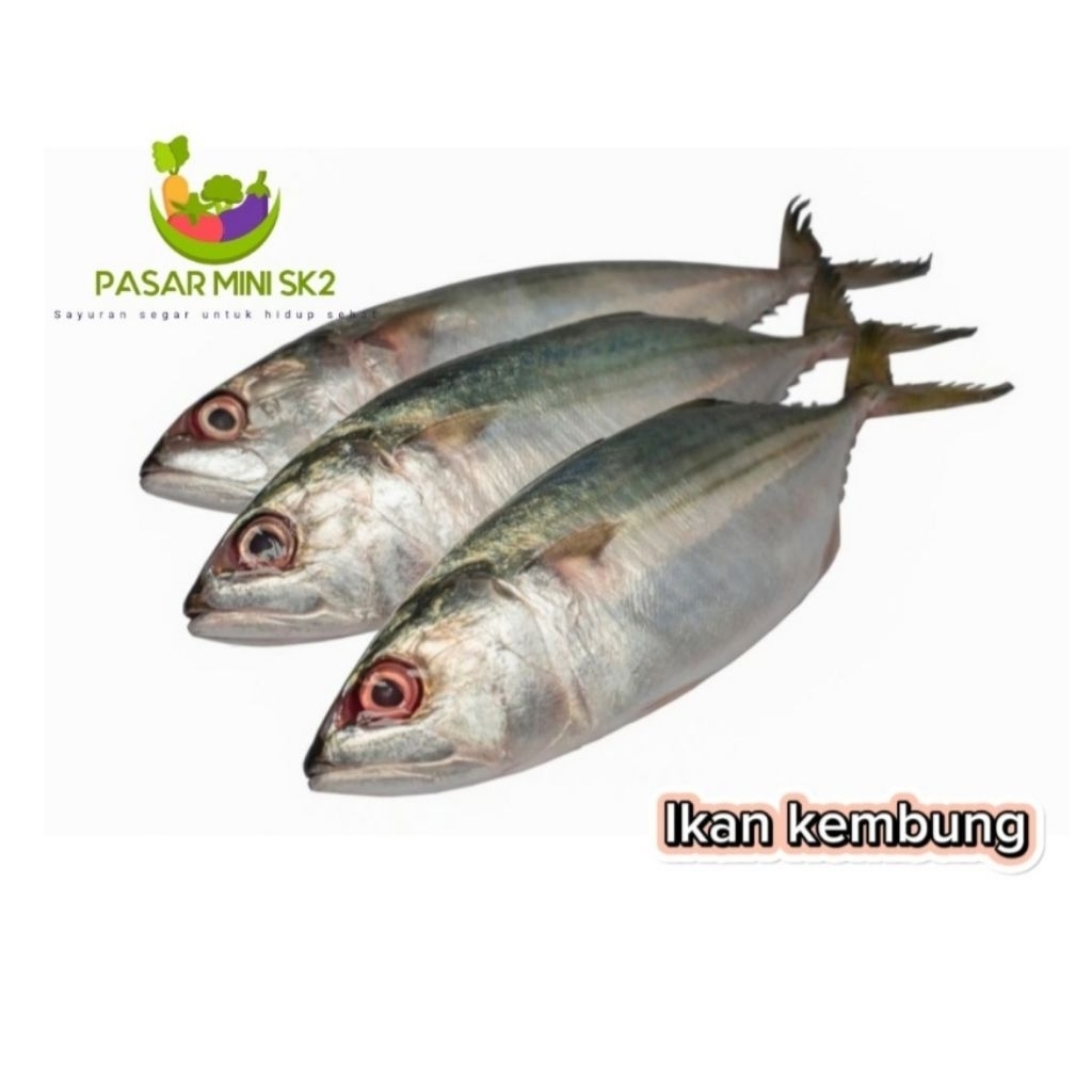 

Ikan kembung
