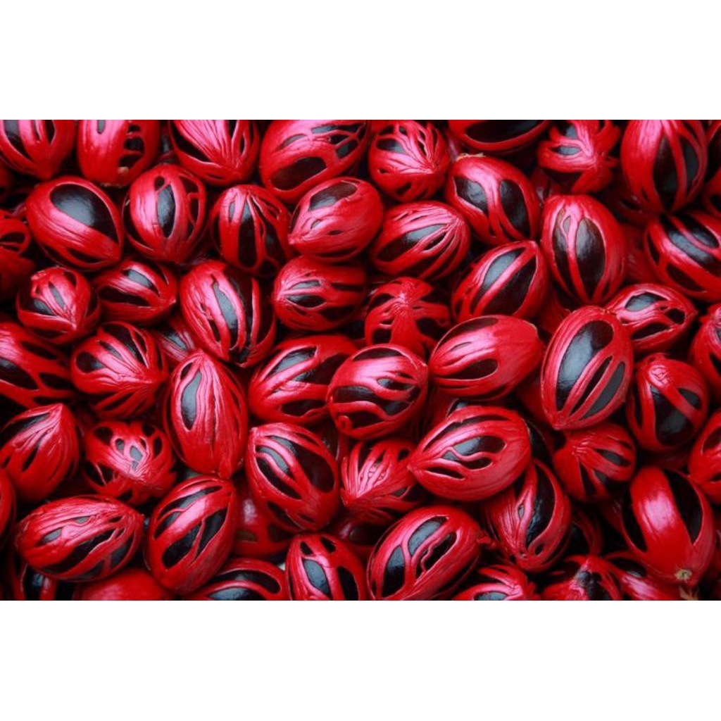 

Termurah 10 Pcs Buah Pala Tua Matang Sempurna Buah Pala Siap Semai Rempah Segar