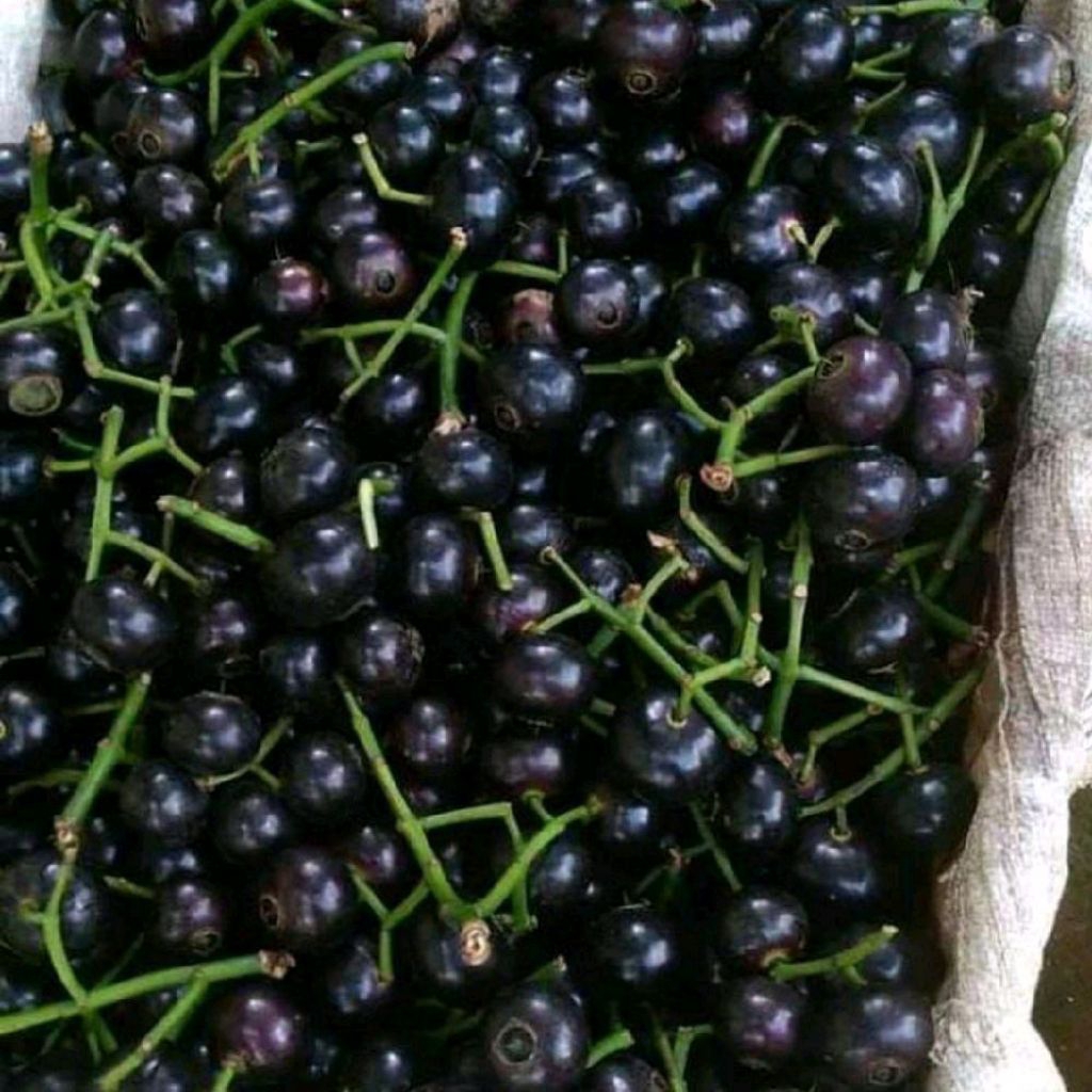 

Buah kupa/buah gowok segar 1kg