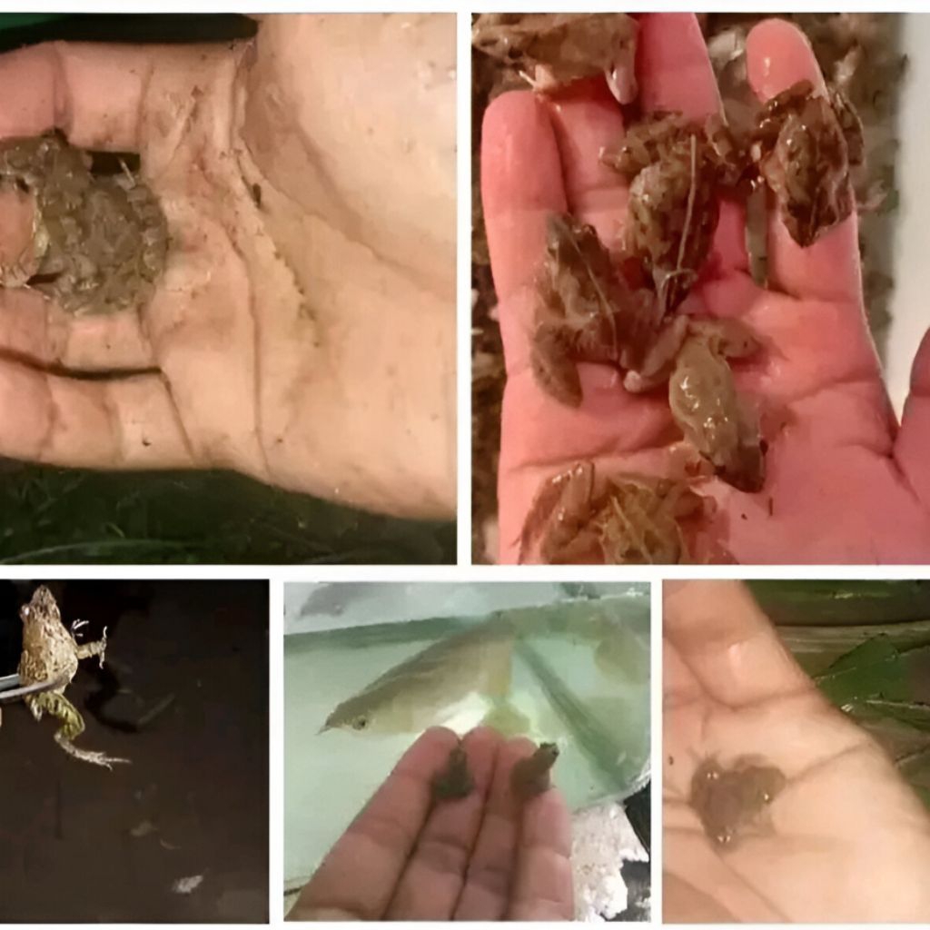 katak sawah katak kecil kodok kecil percil pakan ikan hias pakan channa