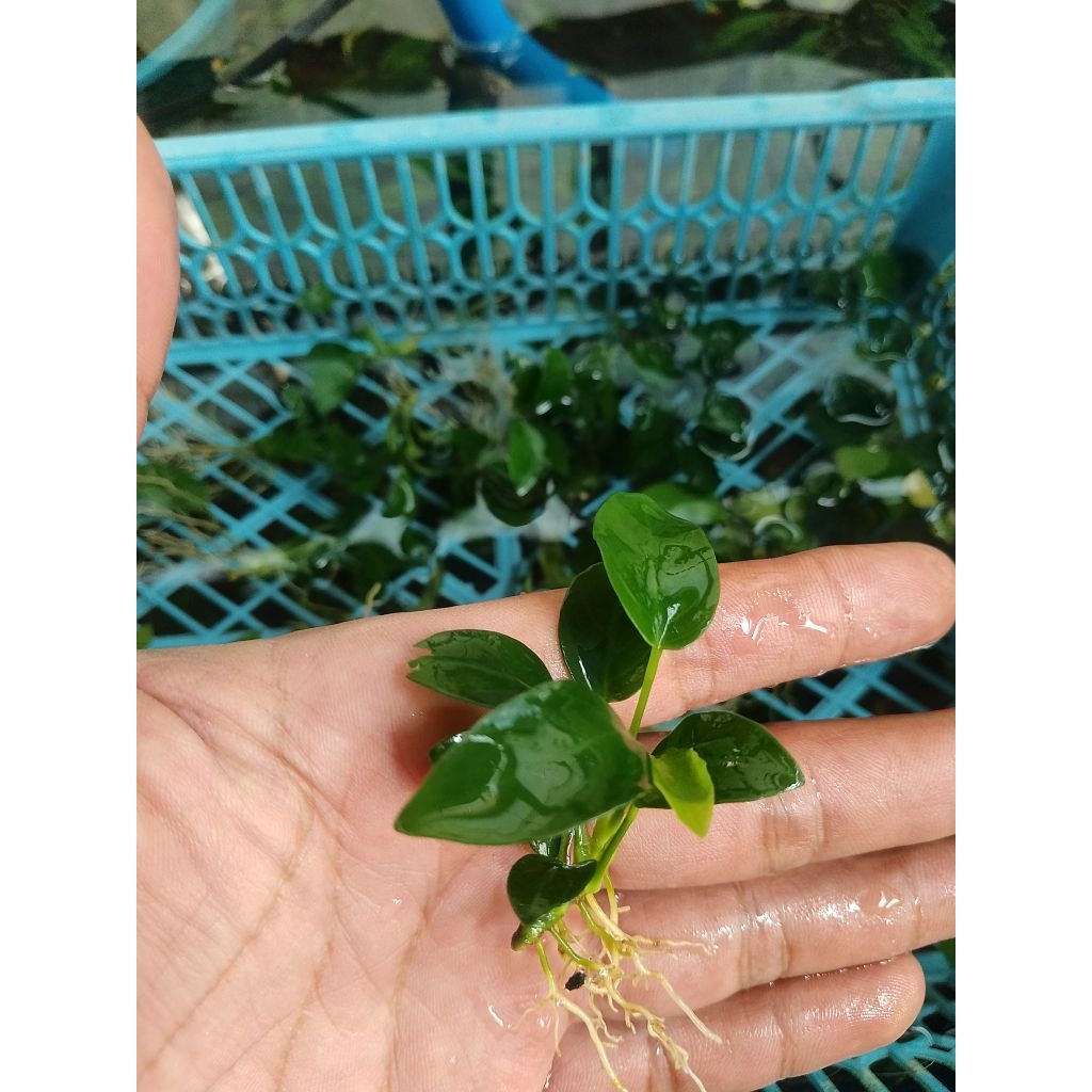 anubias,Petit