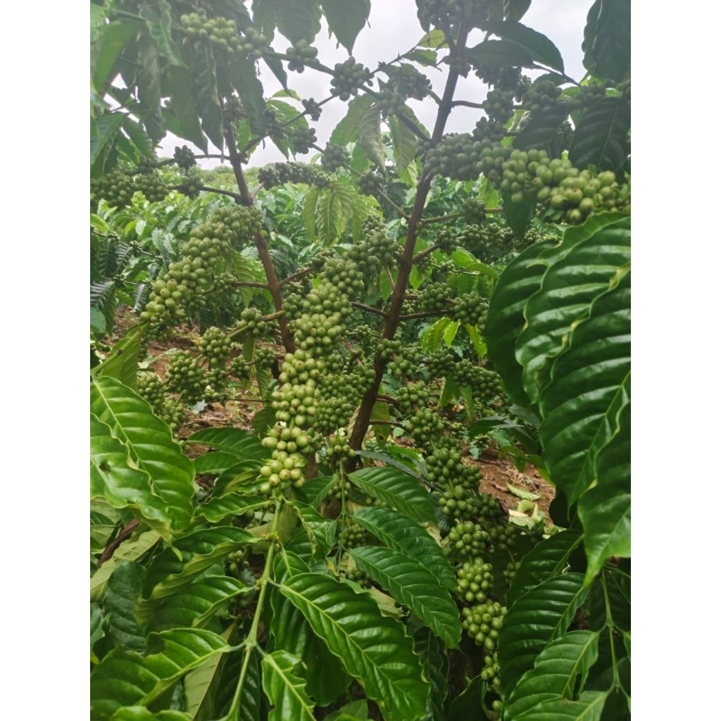 

BIBIT KOPI BAGIO ASLI LAMPUNG BARAT (500gram)