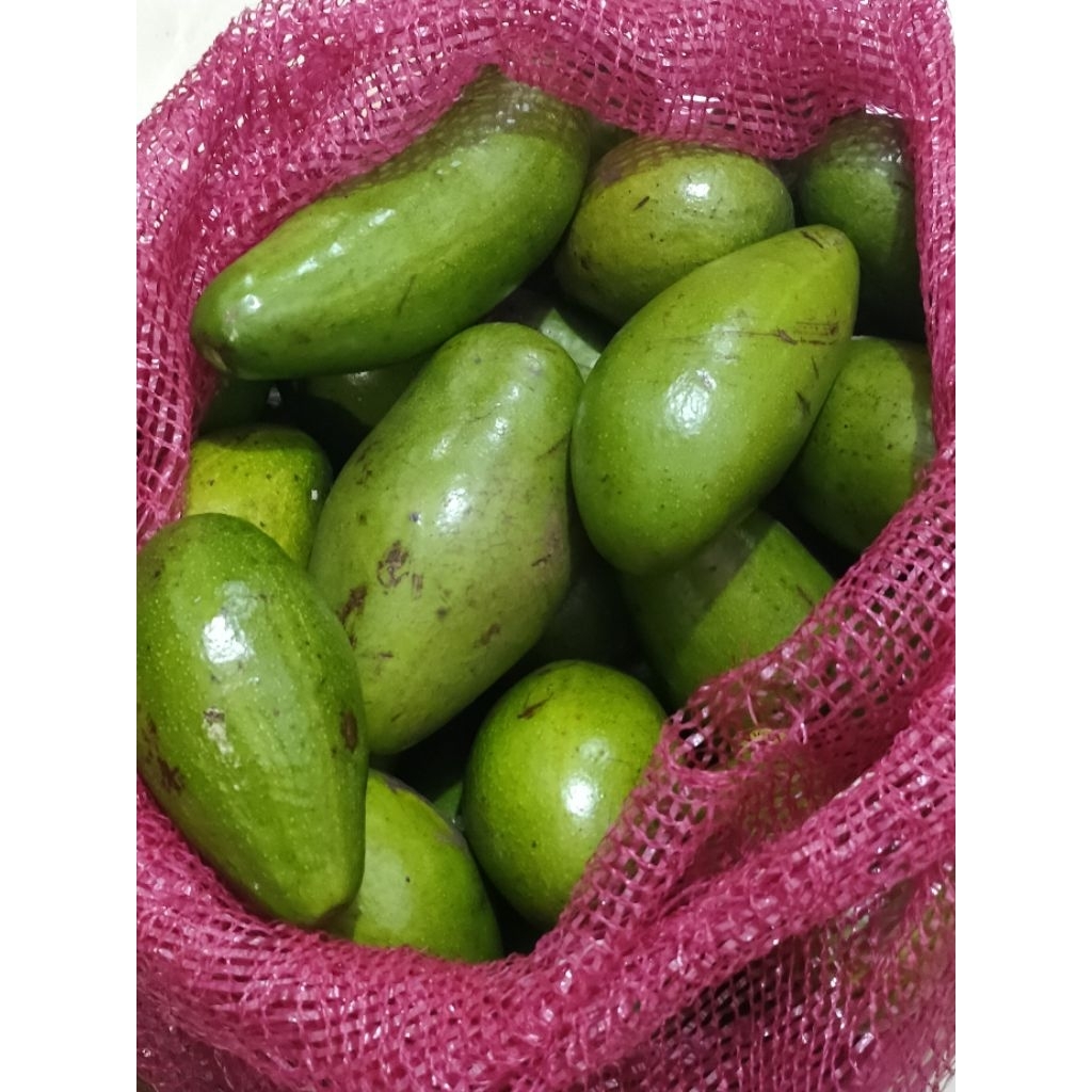 

Buah Alpukat Mentega Lampung Timur