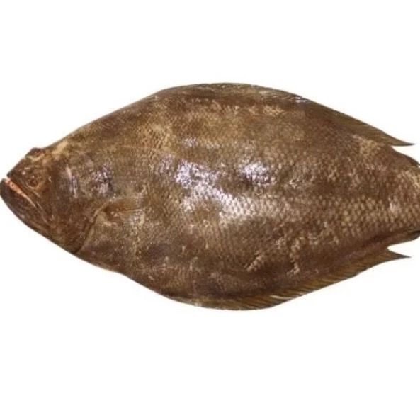 

Ikan Sebelah 1Kg / Segar Fresh Hasil Laut Harian BERGARANSI