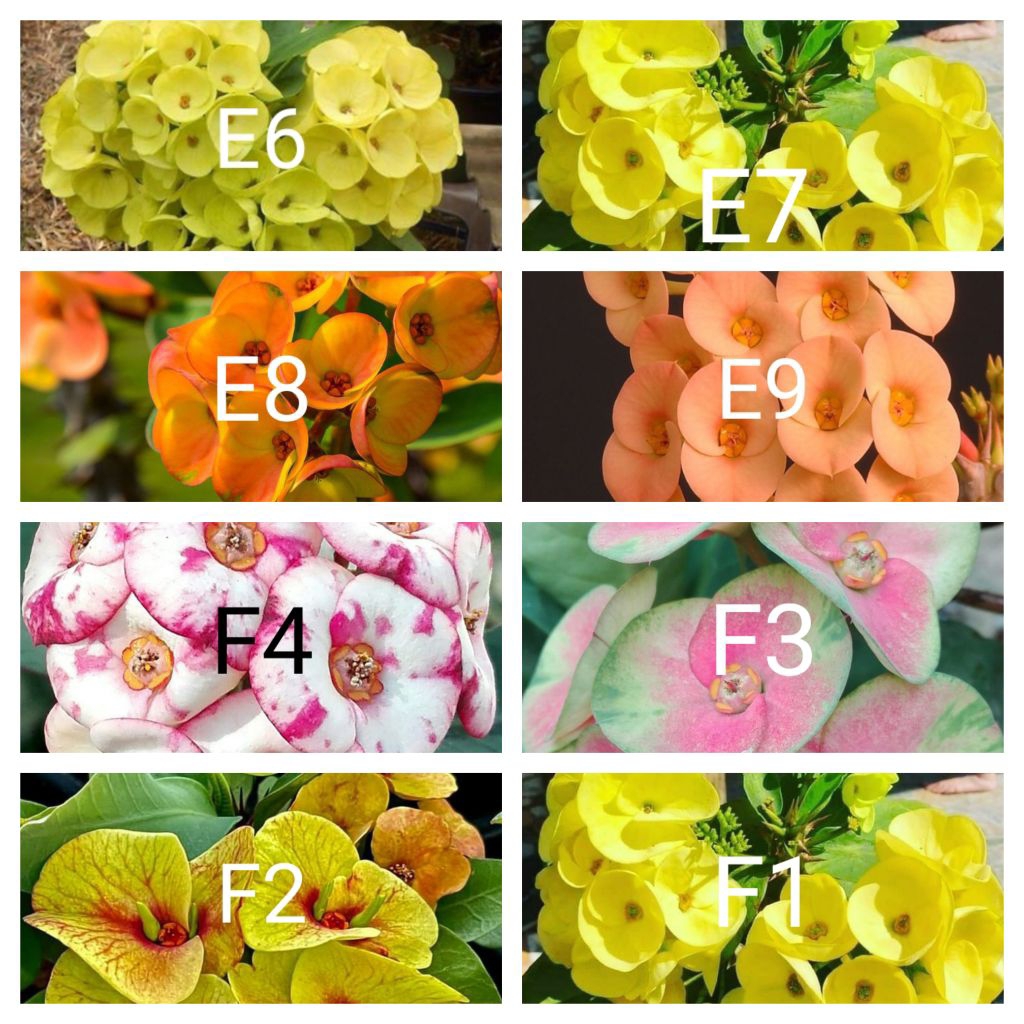 Tanaman hias euphorbia paket 32 macam jenis bunga