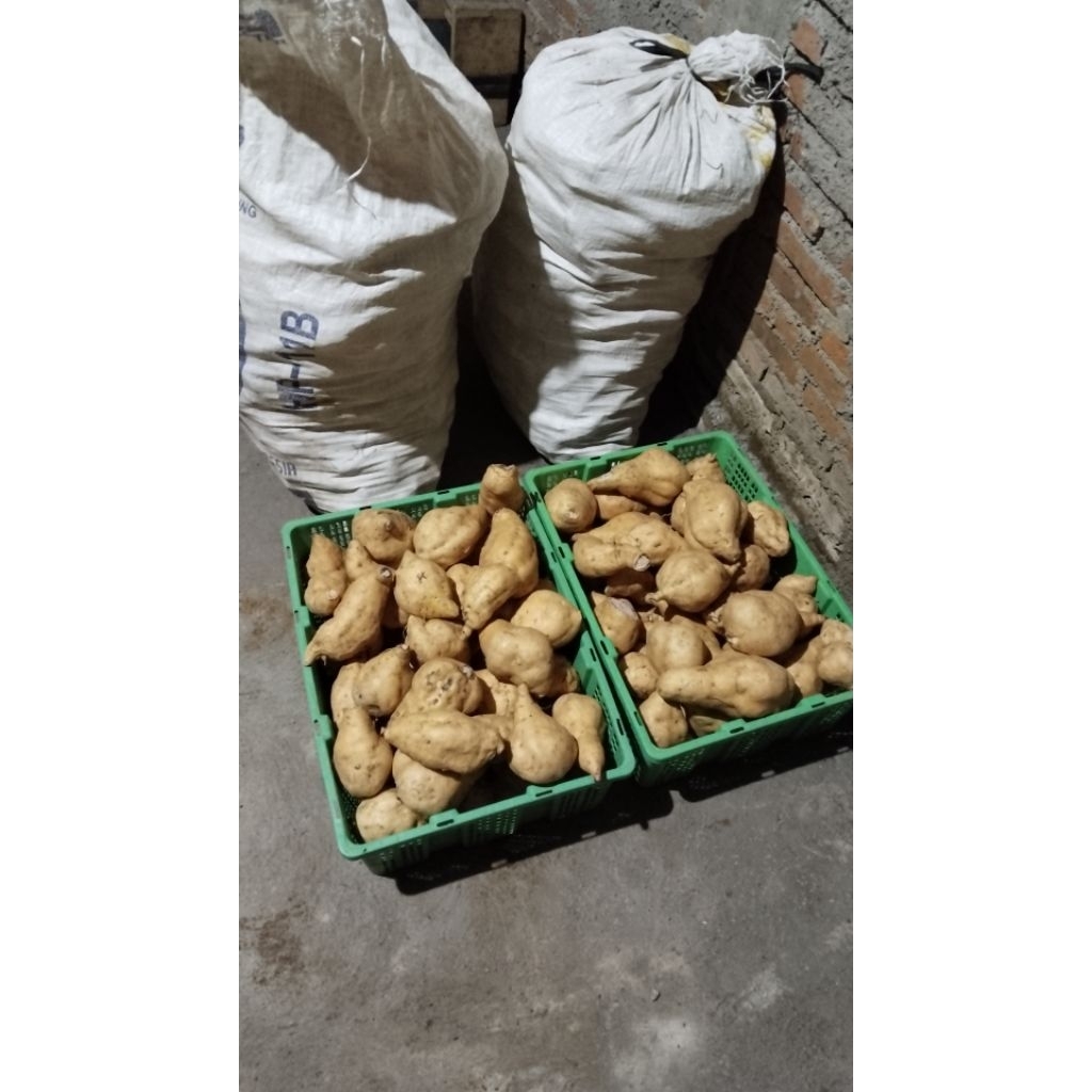 

ubi madu cilembu besar spek gorengan