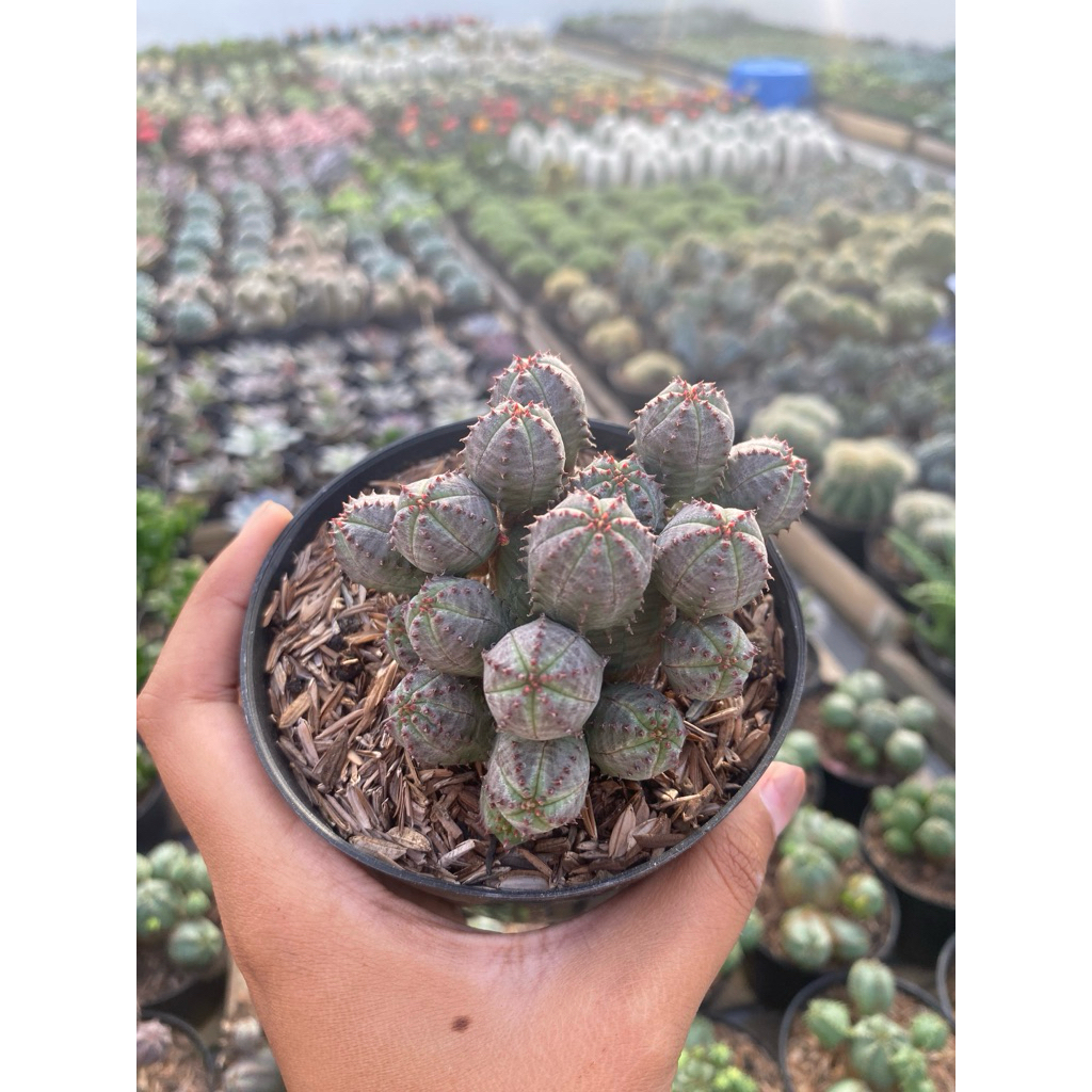 Kaktus Euphorbia Glubosa x Obesa