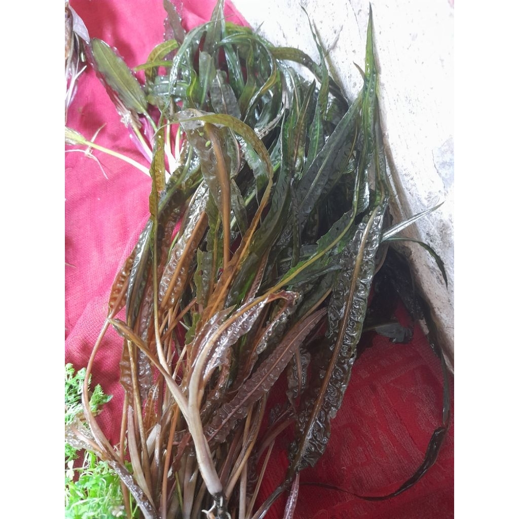 Cryptocorine balansai tanaman aquascape