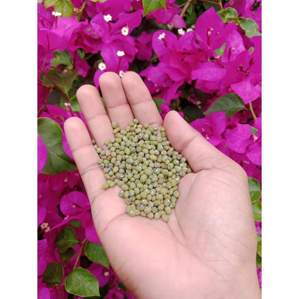 

kacang hijau premium 1 kg
