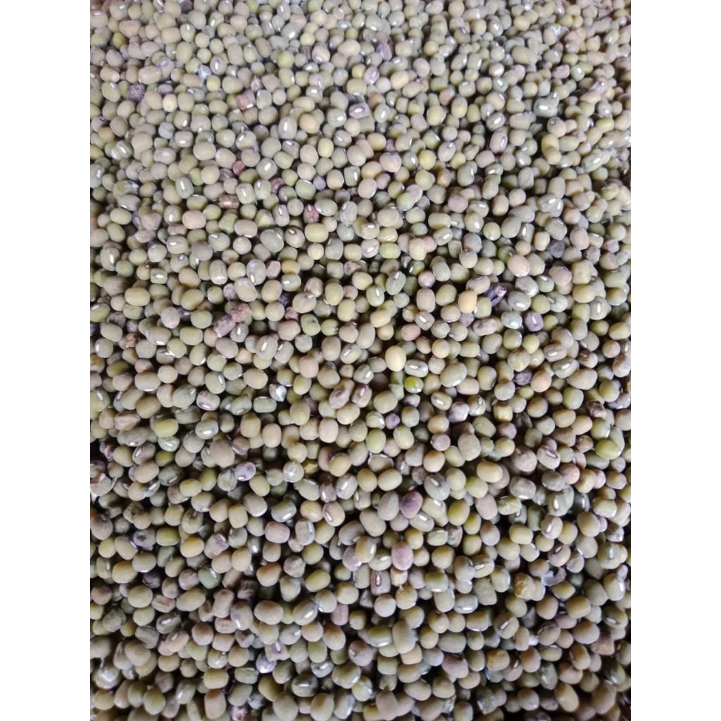 

kacang hijau