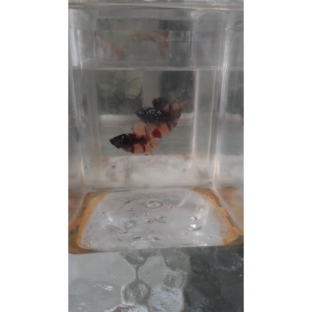 Sepasang Avatar Nemo Cooper