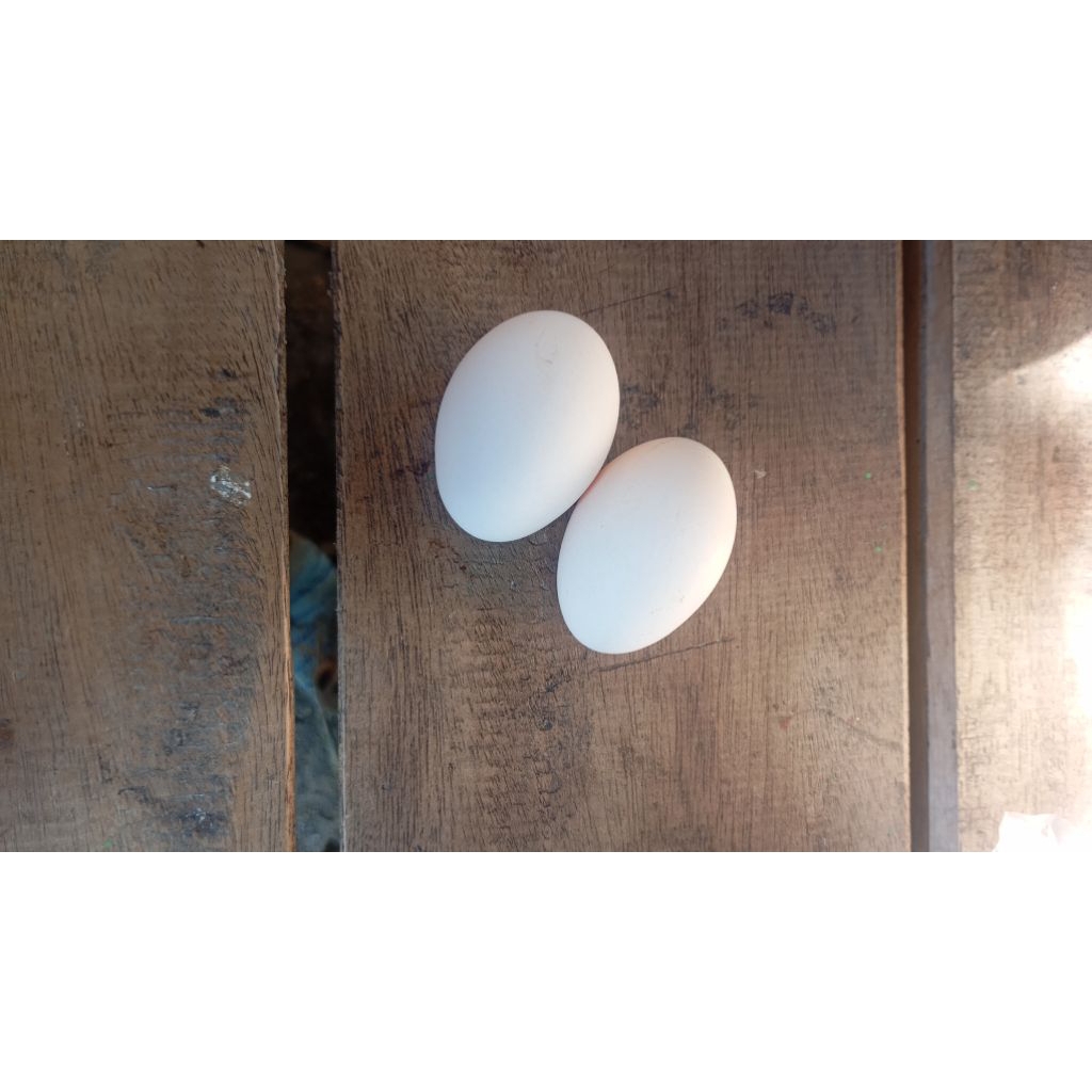 

telur ayam kate bisa ditetaskan