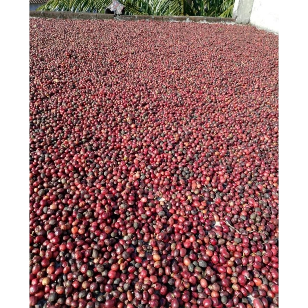 

Biji kopi mentah/Green bean Robusta Temanggung petik merah 1kg