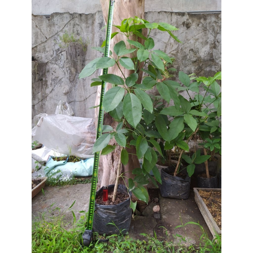 Tanaman Tlogosari atau Pohon Demit Bahan Bonsai Unik