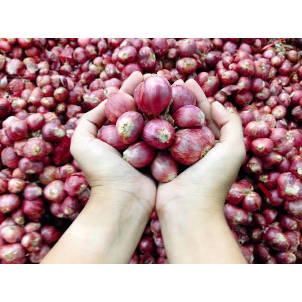 

Bawang Merah 1 kg kwalitas Kering