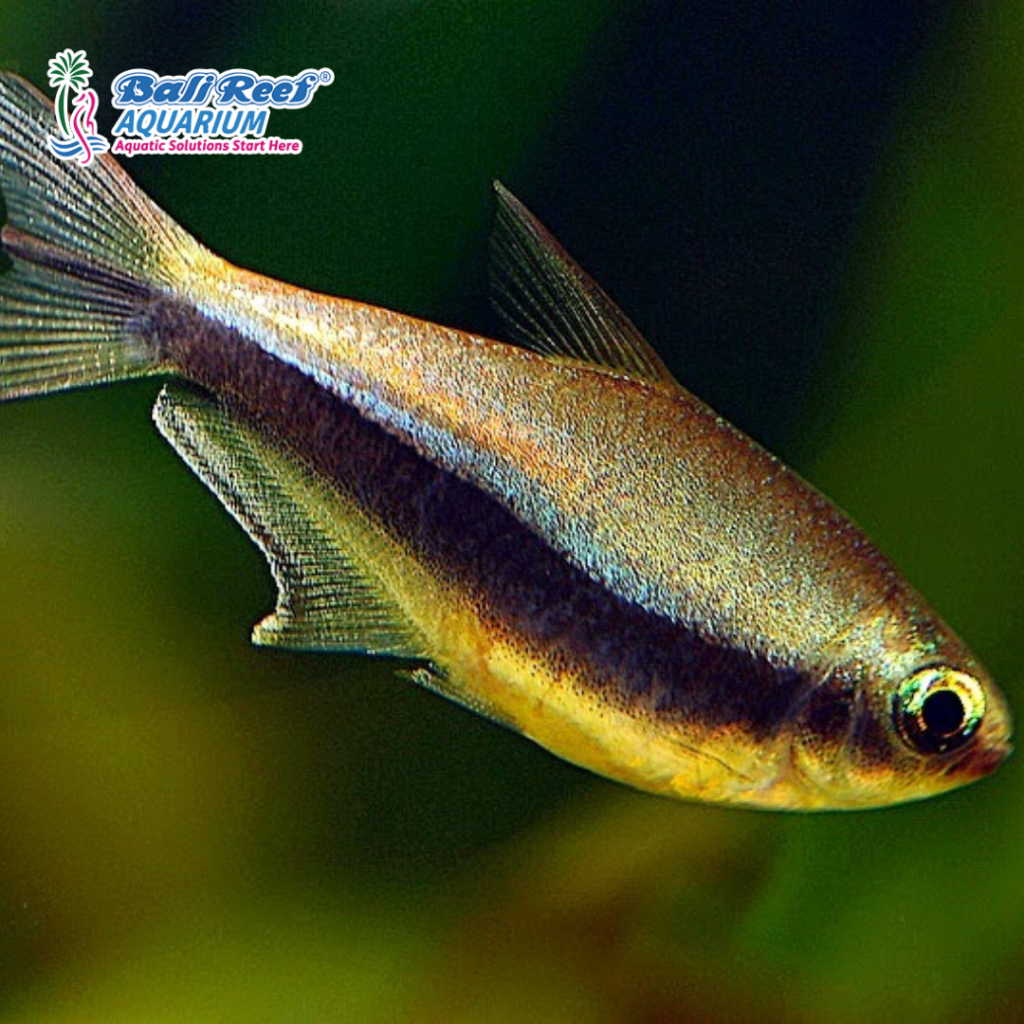 Ikan Hias Air tawar Ikan Aquascape Tetra